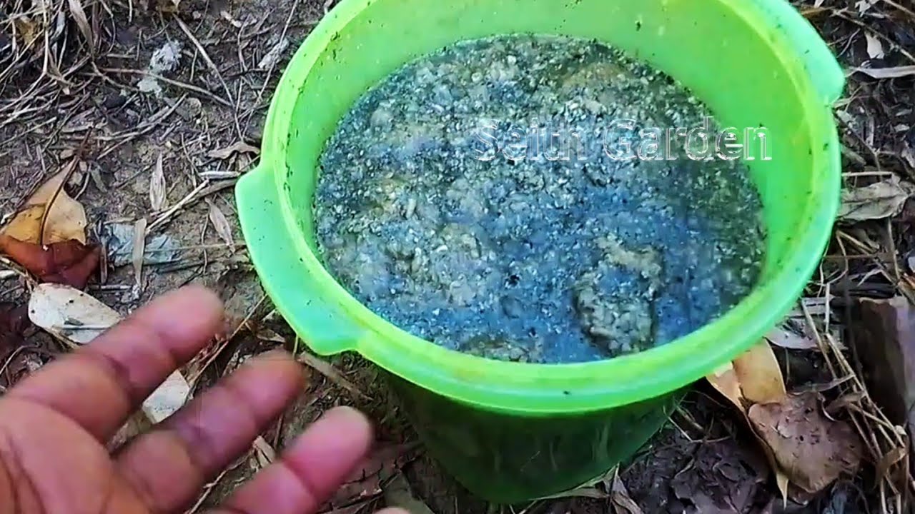 Manfaat MOL Nasi Basi untuk kesehatan tanah dan tanaman, mudah dan murah meriah ✅