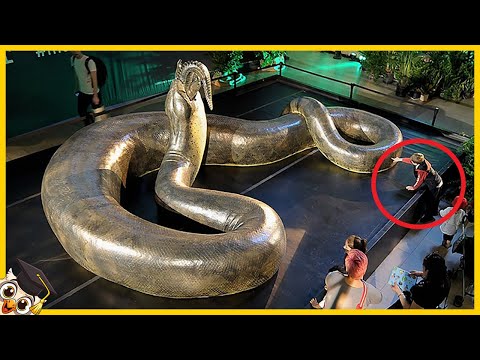 Video: Wat Zijn De Grootste Slangen Ter Wereld