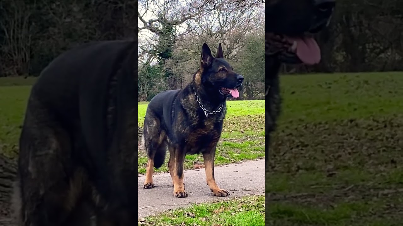 Working line german shepherd dog