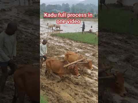 🚜 Paddy Plantation Complete Process 🌾 | Dhan Ropai A to Z #shorts#shortsfeed
