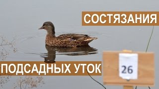 Межрегиональные состязания подсадных уток