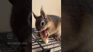 #animals #squirrel