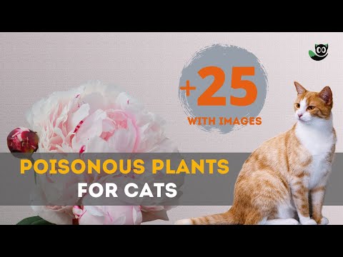 Are Azalea Blooms Poisonous To Cats