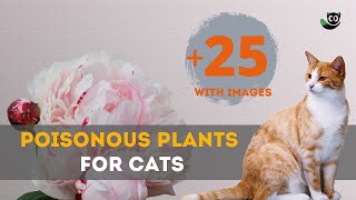 Beware! These 25 Poisonous Plants  For Cats Can Harm Your Feline Friend Top 10 Toxic Indoor Plants For Cats Keep Your Feline Friends Safe