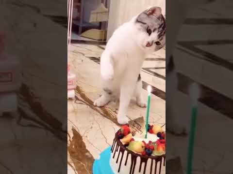 simplesmente gatos fofos parte 3 #shorts