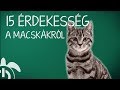 15 Érdekesség a Macskákról