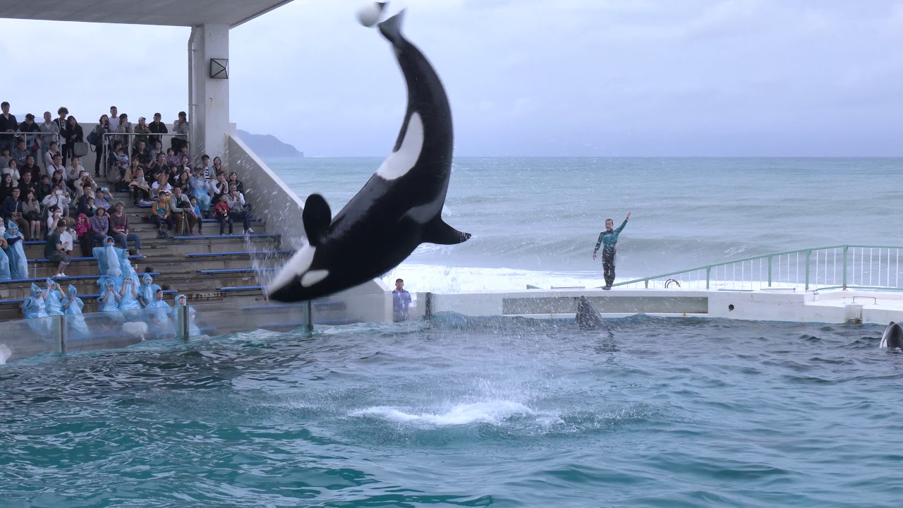 鴨川シーワールド シュラフ 鴨川シーワールド Kamogawa Sea World - 鴨川シーワールド