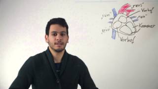 Meintutortv - Der Blutdruck Pumpfunktion Des Herzens- Biologie Mit Homer