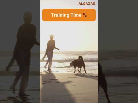 Your Dog's All Day Active Routine