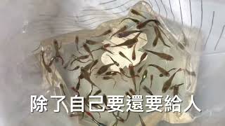 養魚先養水之戶外蓮花缸需不需要放底砂及如何抽取缸底污泥殘渣