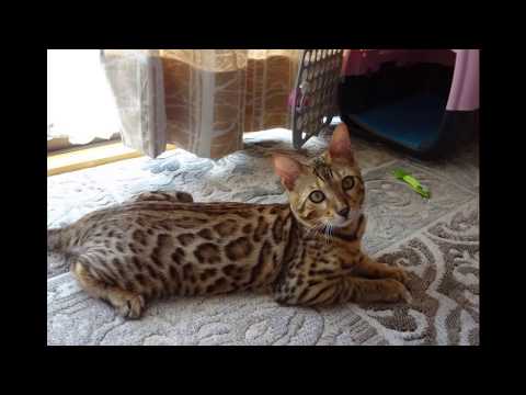 ベンガル猫のベン  おれ ねこ　うた：木村カエラ　　Ben the bengal cat