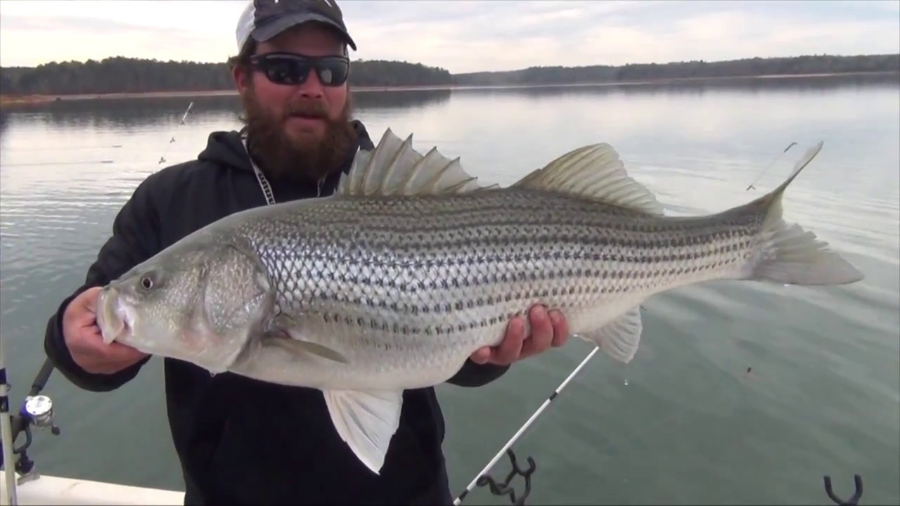 Lake Hartwell Striped bass on light gear. YouTube