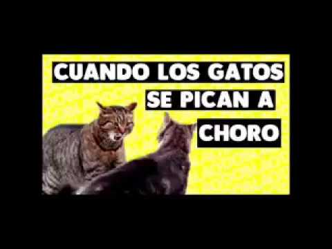 Recopilación Gatos   Fans De Doblao