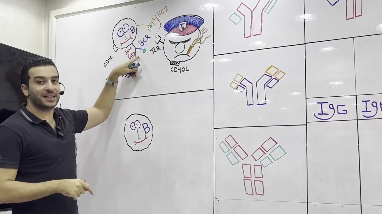 Humoral Immunity + Immunoglobulins