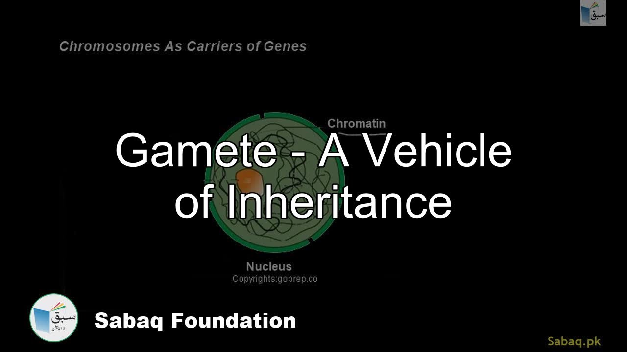 Chromosomes as a Carriers of Genes, Biology Lecture | Sabaq.pk