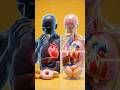 Sugar vs Egg – What Happens Inside Your Body?#ytshorts #viral#shorts#short#youtubeshorts#body#doctor