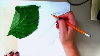 Nature Drawing from Observation