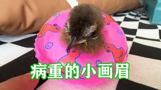 The condition of the little thrush rescued from Qingming Festival is getting more and more serious.