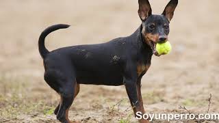 Miniature Doberman Pinscher - ALL about the breed