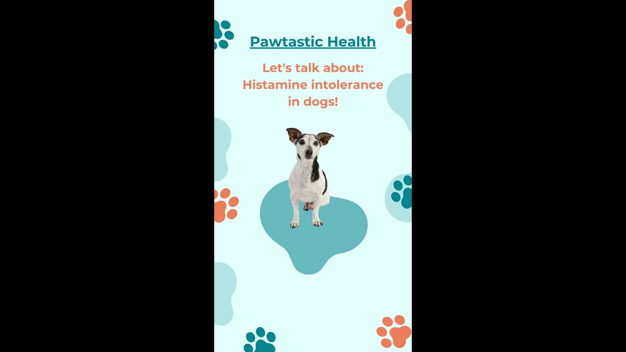 Image showcasing Let's talk about histamine intolerance in dogs! #histamineintolerance # ...