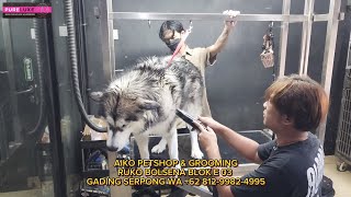 Memandikan Bella Alaskan Malamute Si Anjing Salju ' Breed Dream Castle Kennel ' by Putra Fajar 88 410 views 1 month ago 15 minutes