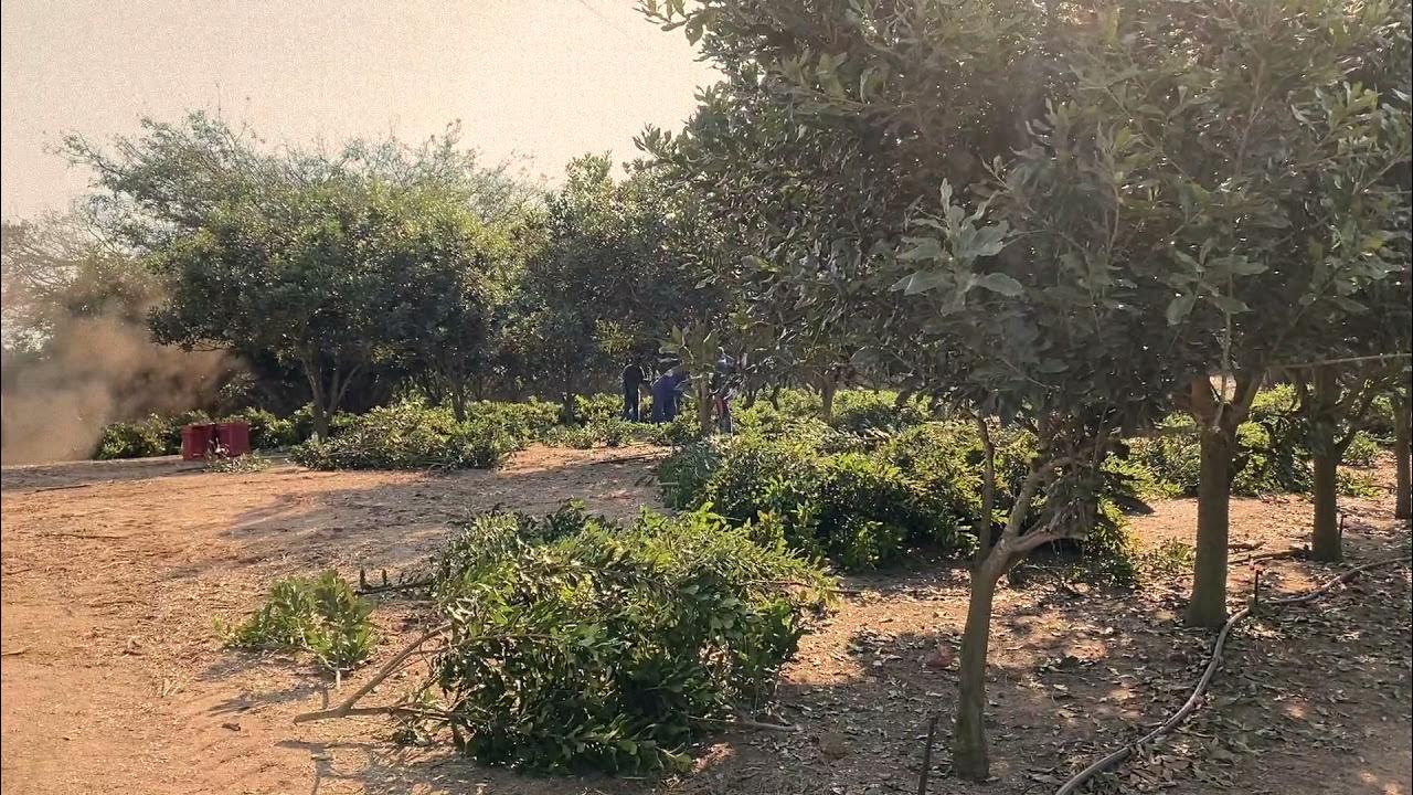 Macadamia nut tree pruning YouTube