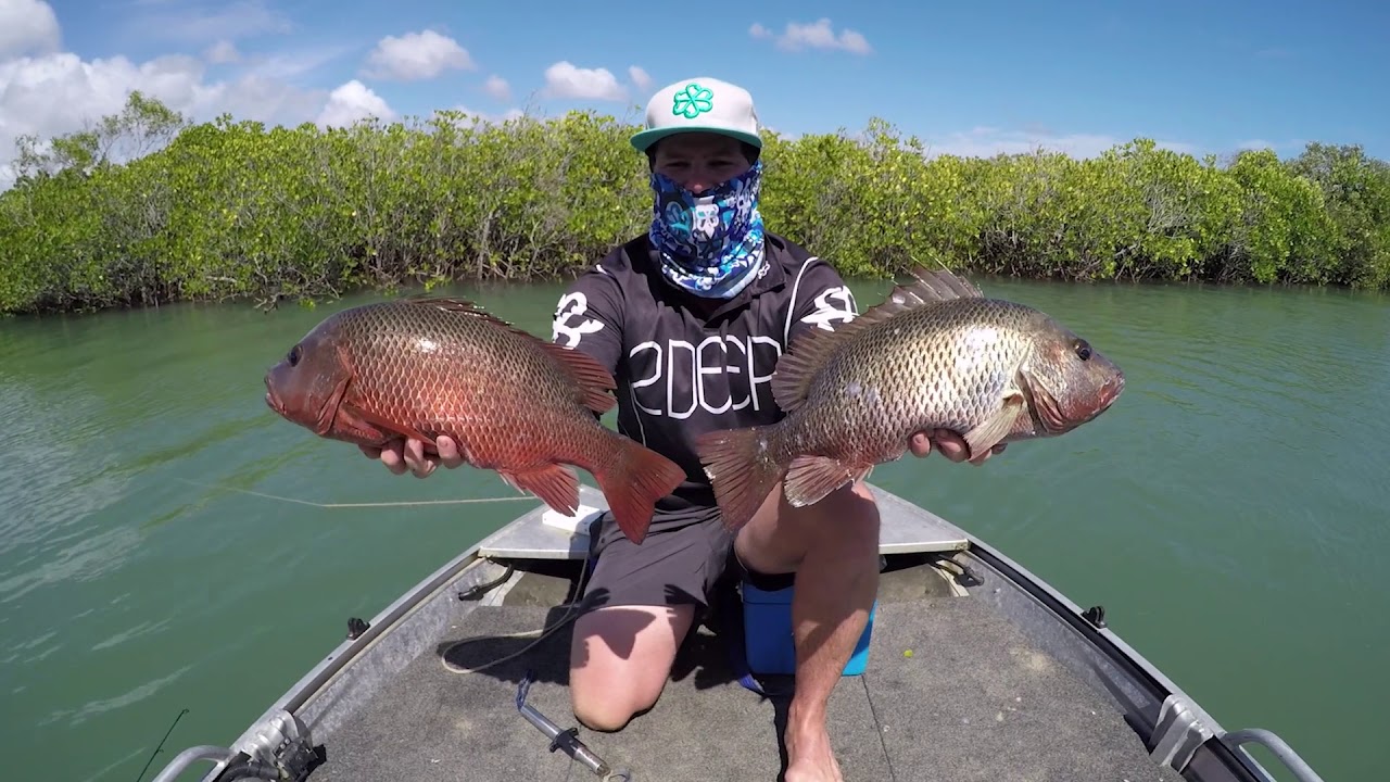 Catching Mangrove Jack in Paradise YouTube