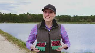 sesame street   monster foodies  cranberries  720p