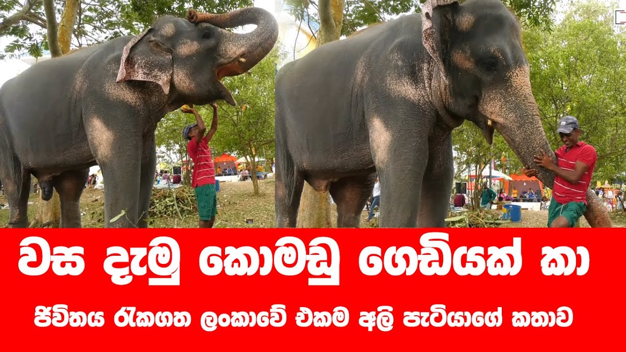 පණ මෙන් රකින අසේල ගේ ජිවන කතාව