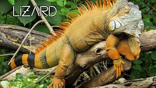 Lizards World - عالم السحليات - Modern Reptiles in Body Shape and Size - View Wirh 4K Ultra HD by EPIC CLIPS 83 views 3 years ago 6 minutes, 34 seconds