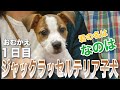 新しい家族をお迎え!ジャックラッセルテリアの子犬【なのは】