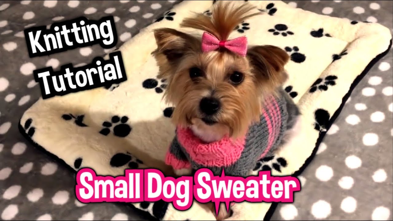 How To Knit A Small Dog Sweater? (3,8kg) Knitting Tutorial YouTube