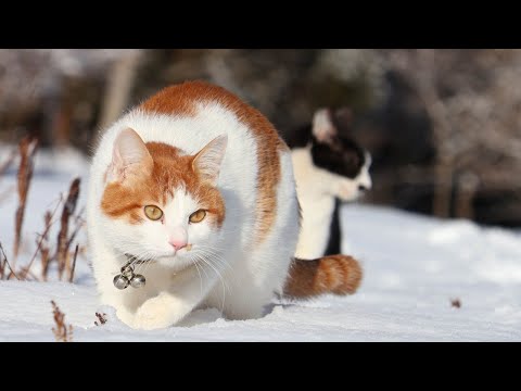 ちょびちろ雪道散歩　230228