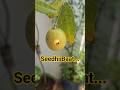 Seedhi Baat #shorts #lemon