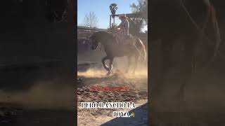 PURO RANCHO LA JOYA