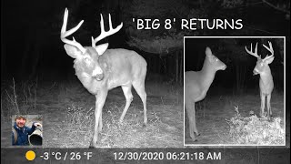 Return of the 'Big 8' Whitetail Buck (Trail Cam Video)