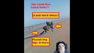 Loose Dogs And Horses Dont Mix