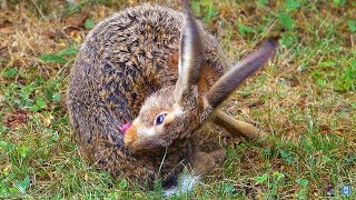wildlife: close with a brown hare, cleaning himself