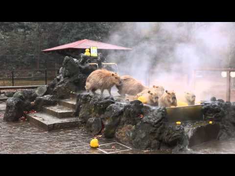 極寒の日のカピバラ露天風呂 (埼玉県こども動物自然公園)