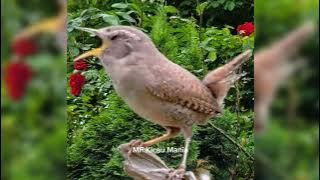 Kicau Burung Wren Cocok Banget Buat Masteran, Para Juri Pasti Suka