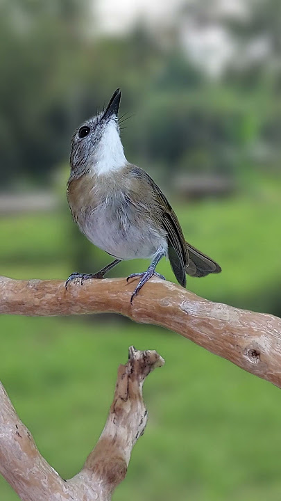 Keajaiban Sikatan Rimba Dada Cokelat: Pesona Burung Cantik di Hutan S1E5