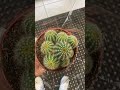 #nice #beautiful #plants #europe #travel #india #indian