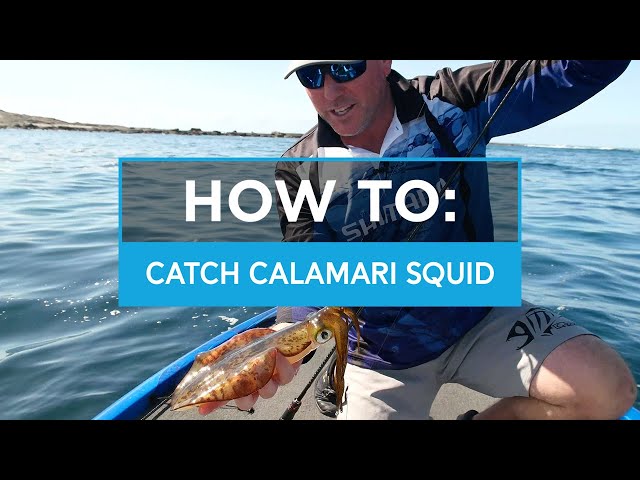 HOW TO: Catch Calamari Squid on Shimano Sephia Jigs 