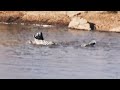 Crocodiles rip apart a zebra