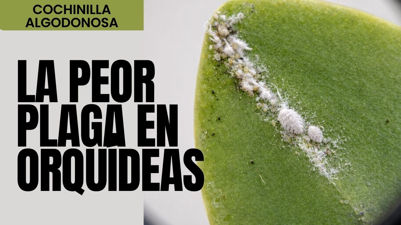 ¡SALVA tus ORQUÍDEAS de la peor plaga! Elimina la Cochinilla Algodonosa