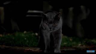 Stuart Little Cat Chase Scene