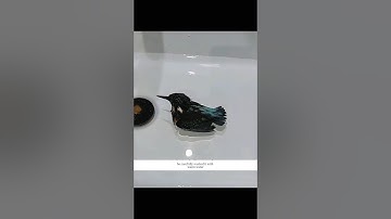 A Frozen Kingfisher Found Hope in Human Kindness 🐦❄️