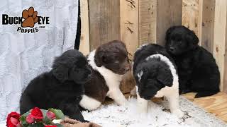 Darling Newfypoo Puppies