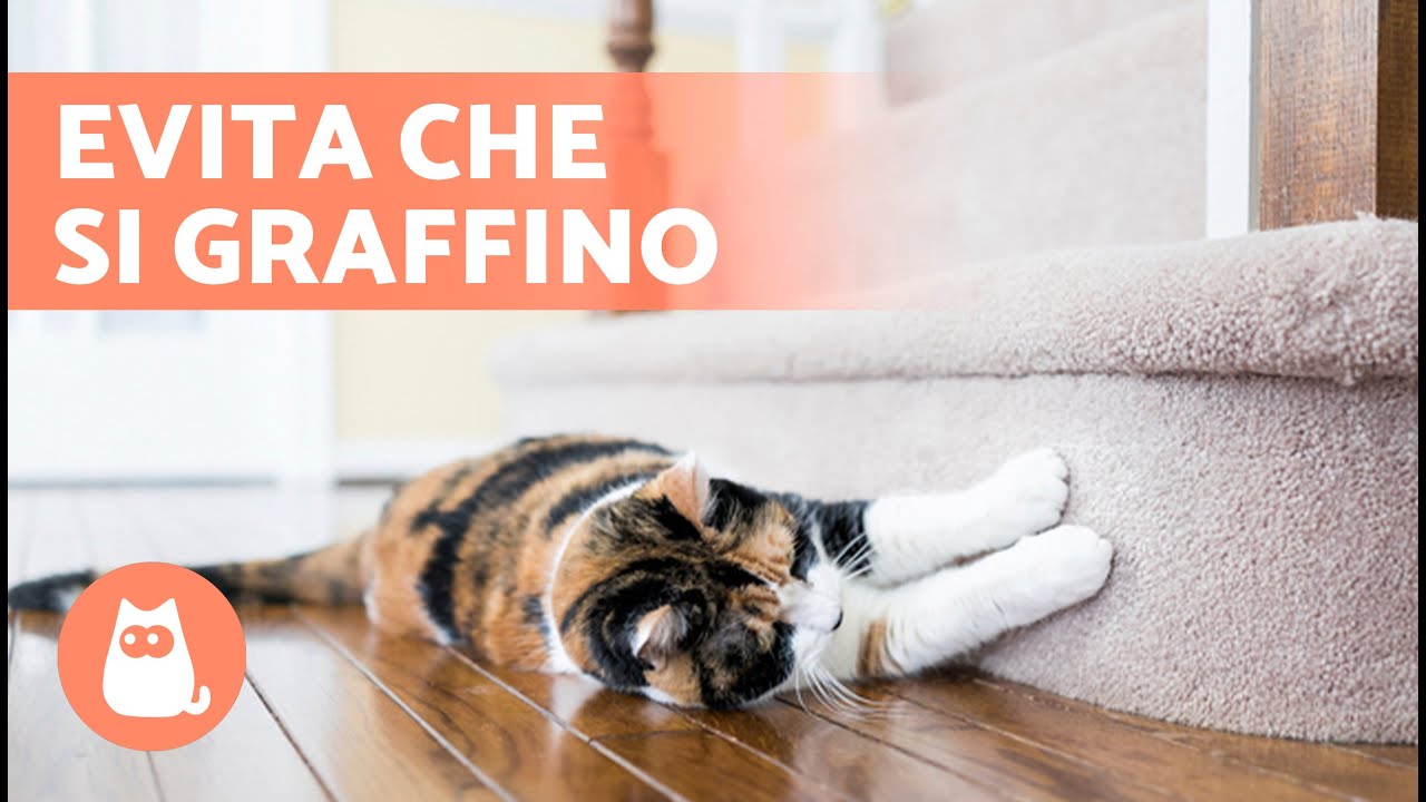 Come EVITARE CHE IL MIO GATTO GRAFFI I MOBILI 🐱🛋️ (Cause e Soluzioni)