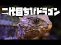 The Origins Of Reptile Breeding The Origins Of Reptile Breeding
